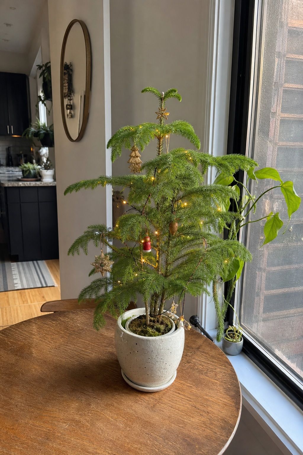 Buy a Tabletop Norfolk Pine to Reuse Year After Year small apartment idea for Top 17 Small Apartment Christmas Tree Ideas When You Have No Floor Space.