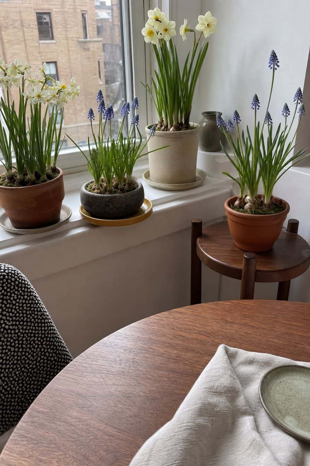 6. Bring in Potted Spring Bulbs