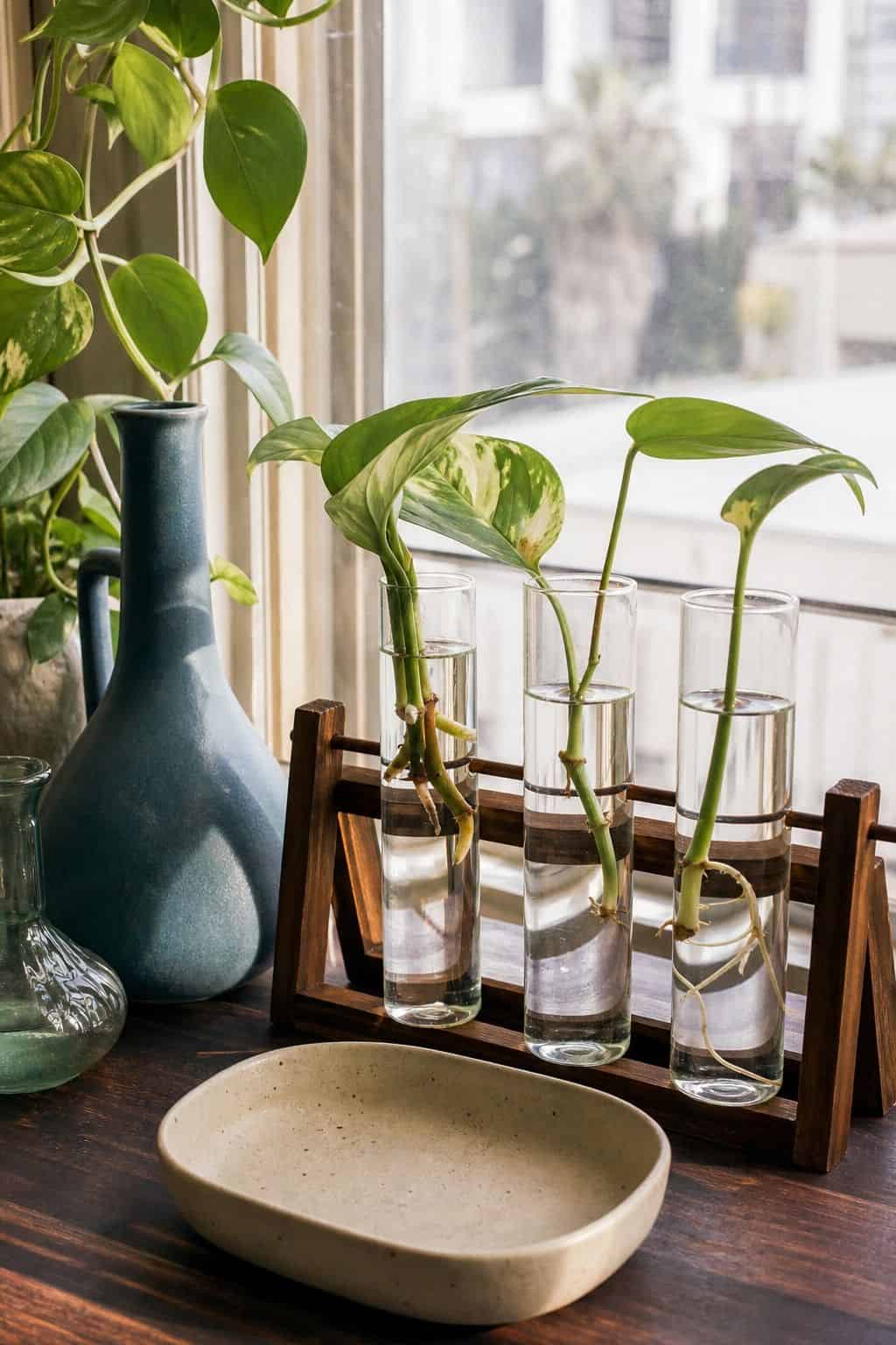 Glass propagation tubes with plant cuttings rooting in water on a walnut stand near a window