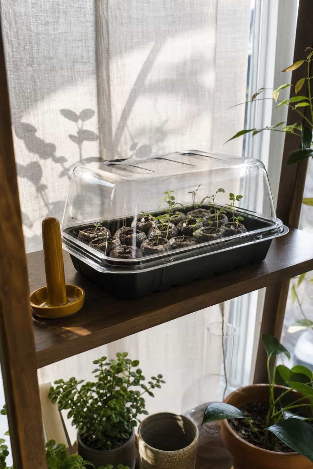Clear humidity dome over seedling tray with tiny sprouts on a walnut sunroom shelf